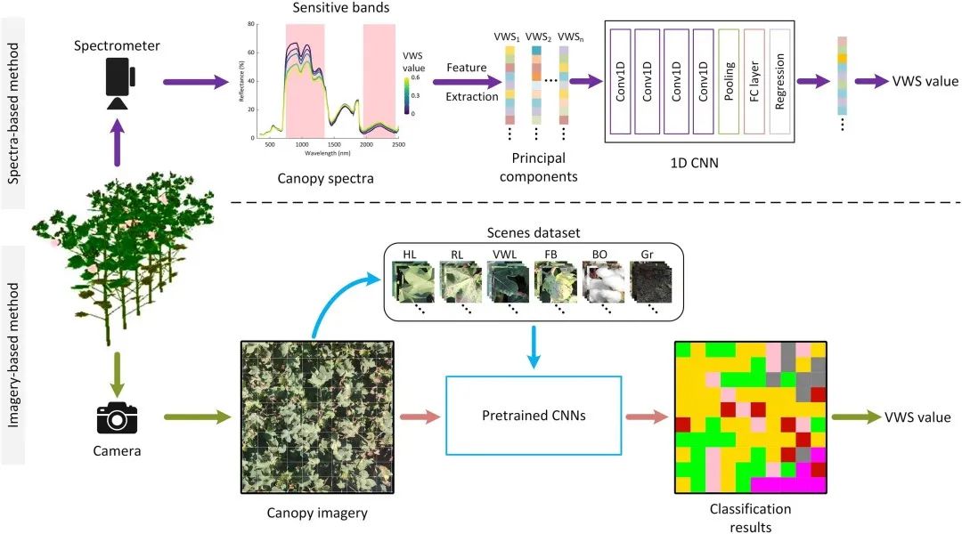 利用卷積神經(jīng)網(wǎng)絡從原位冠層圖像和光譜評估棉花黃萎病的嚴重程度