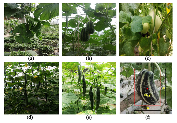 基于改進(jìn)的YOLO系列算法的溫室葫蘆科果實(shí)實(shí)時(shí)檢測